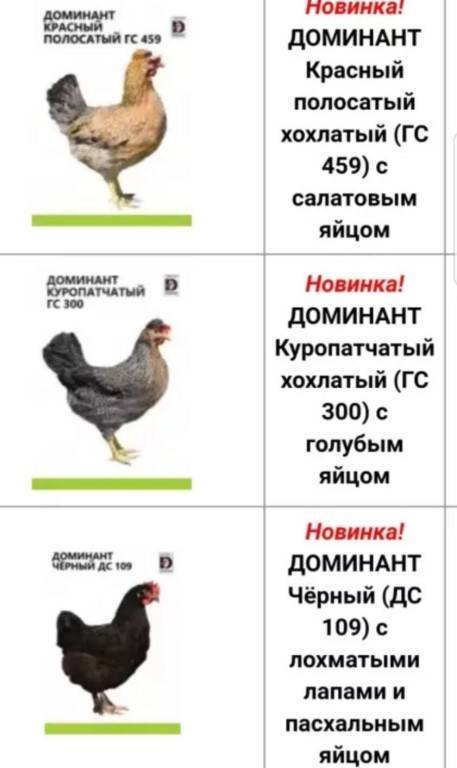 Цветные яйца: какие куры несут зеленые и голубые яйца (пасхальные)