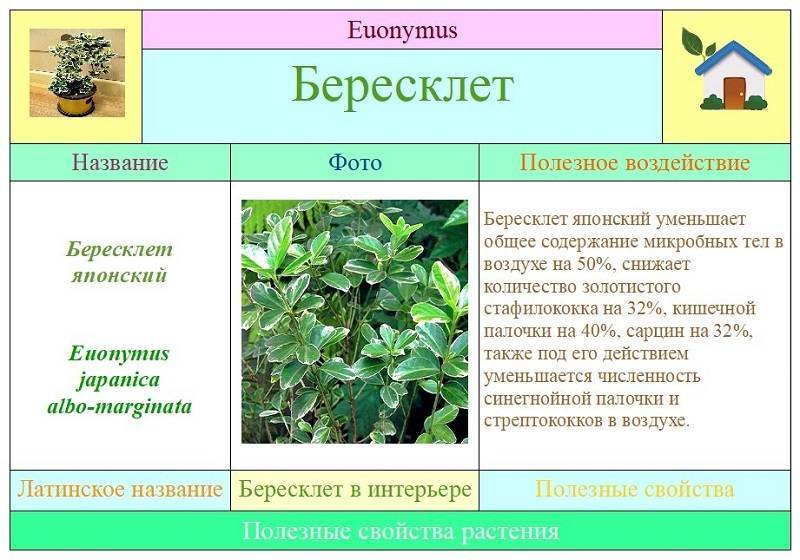 Бересклет крылатый: фото, посадка и ухода, а также использование в ландшафтном дизайне selo.guru — интернет портал о сельском хозяйстве