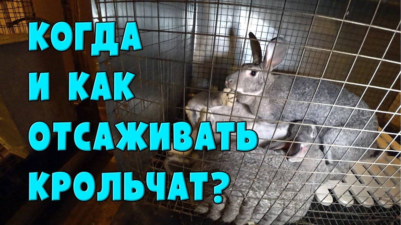 В каком возрасте крольчат отсаживают от крольчихи?