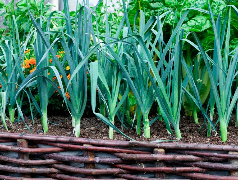 Лук порей: выращивание и уход в открытом грунте от посадки до сбора урожая, полезные советы по теме