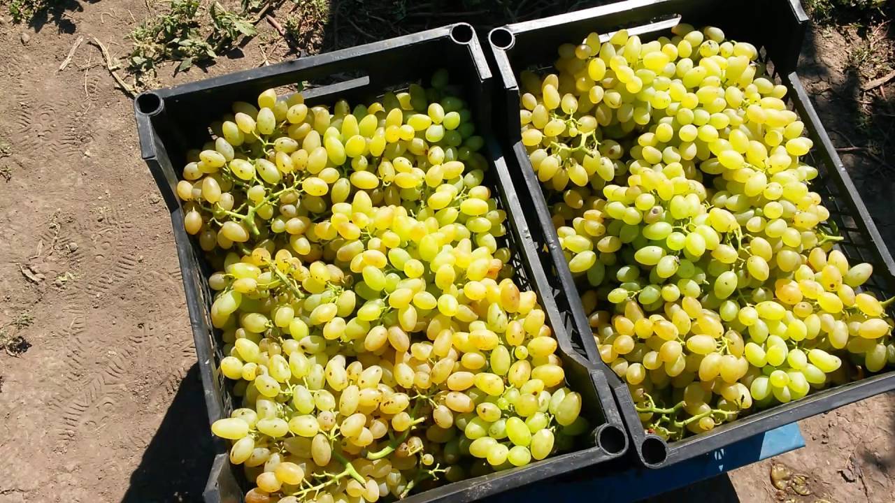 Кишмиш мускатный – сорт винограда