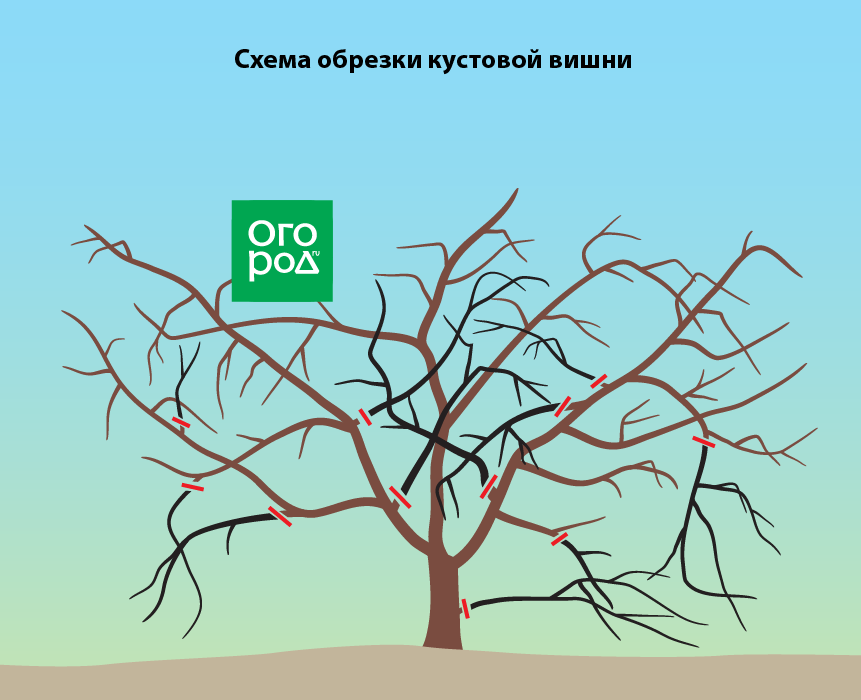 Как обрезать черешню весной для начинающих схемы с подробным описанием