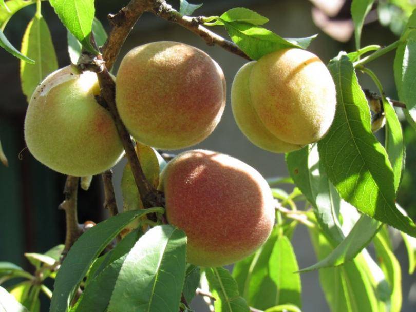 Как вырастить персик из косточки в домашних условиях: 4 способа