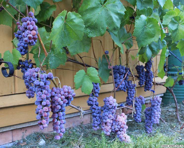 ᐉ зимостойкие американские сорта винограда