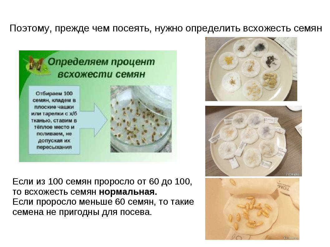 Сколько дней прорастает перец
