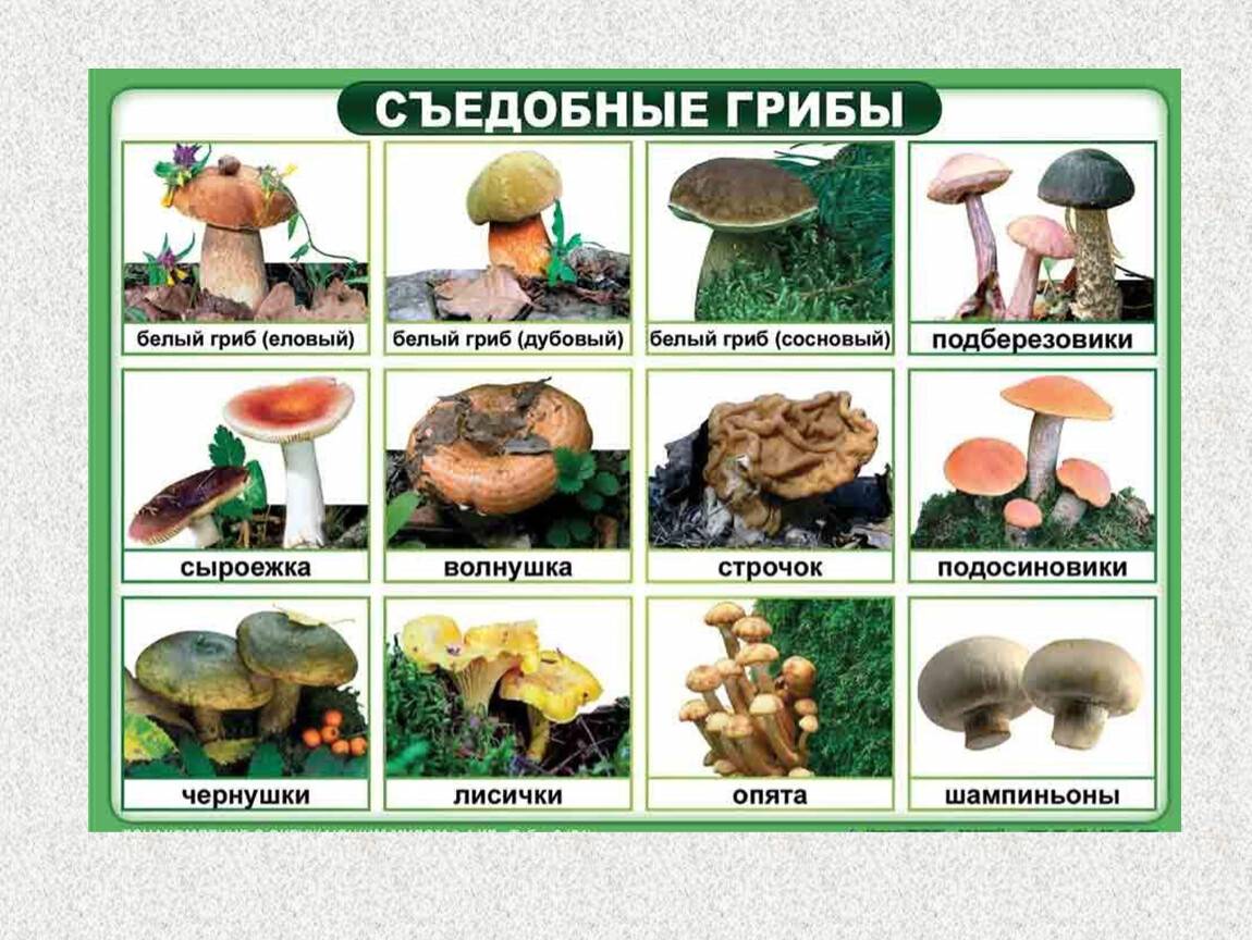 Названия грибов с картинками: съедобные, несъедобные, фото