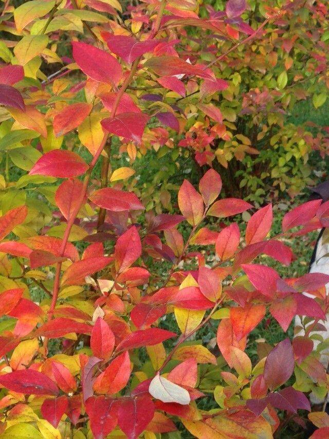 Краснеют листья у голубики садовой — причины, что делать