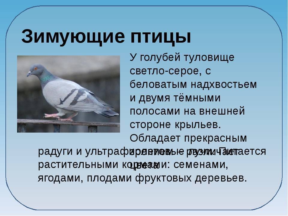Сизый голубь | птицы северо-запада россии