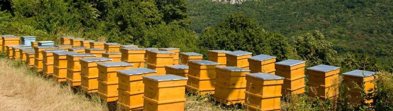 Современные технологии в пчеловодстве. новые разработки с фото и видео