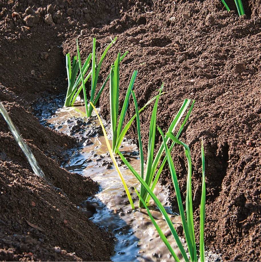 Лук-порей из семян: когда в 2023 сеять на рассаду, как вырастить на даче пошагово с видео