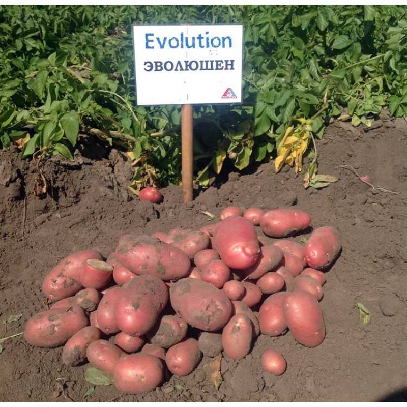 Сорт картофеля эволюшен характеристика отзывы