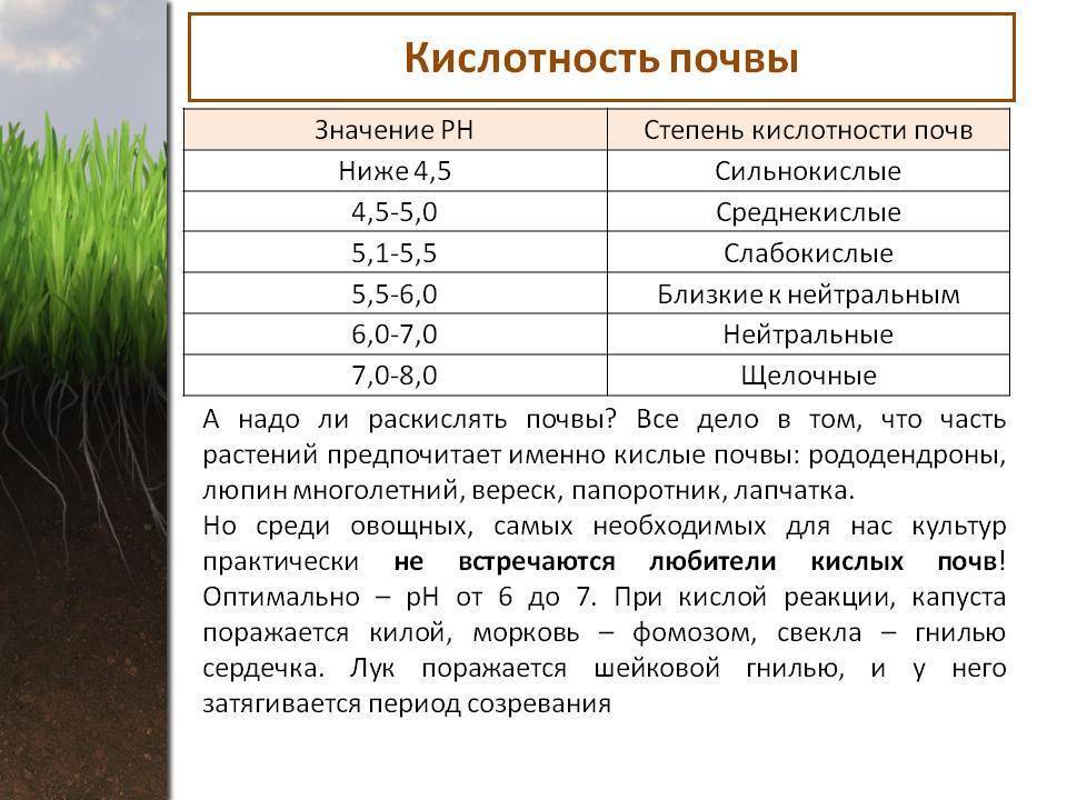 Как определить кислотность почвы на даче самостоятельно (по сорнякам, с помощью уксуса, народными средствами) + фото