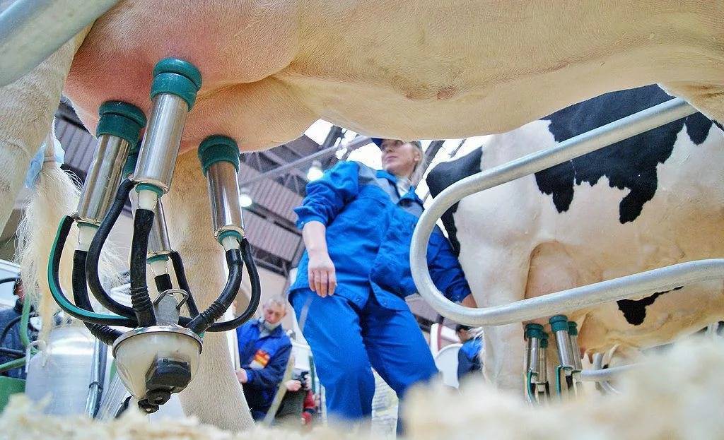 Как доить корову доильным аппаратом - технология и практика, видео обзор