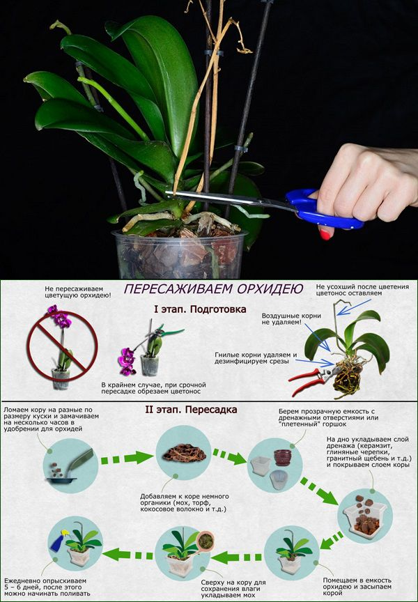 Уход за орхидеей картинки