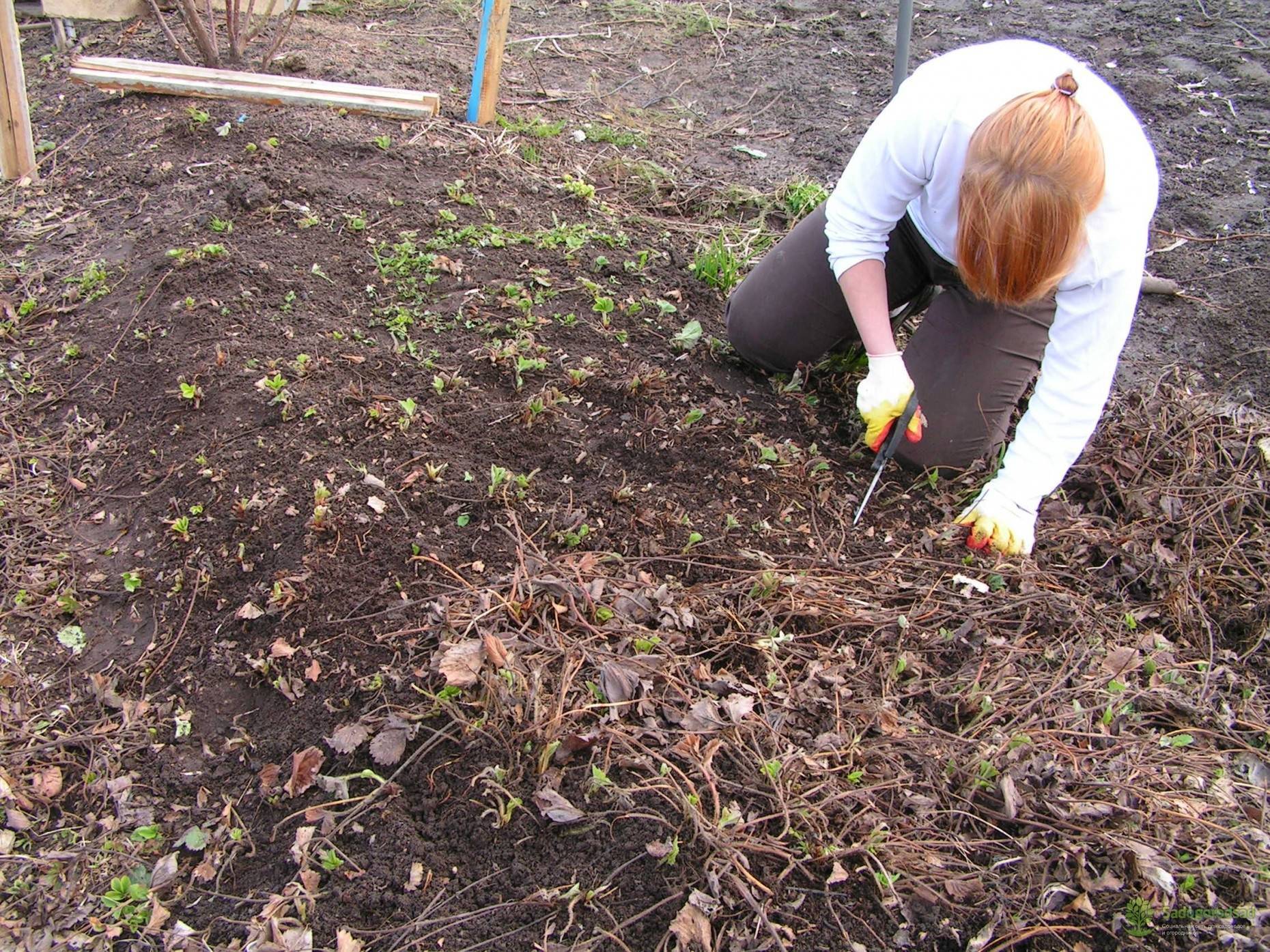 Особенности ухода за клубникой осенью: подкормка, обрезка, укрытие. как подготовить клубнику к зиме, чтобы увеличить урожайность