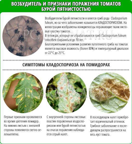 Болезни рассады томатов – описание с фотографиями и способы лечения, методы борьбы с вредителями