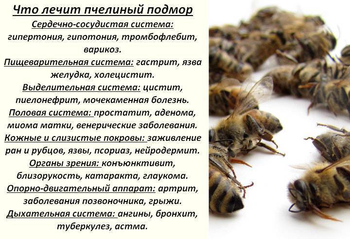 Лечение пчелами в домашних условиях, отзывы, фото