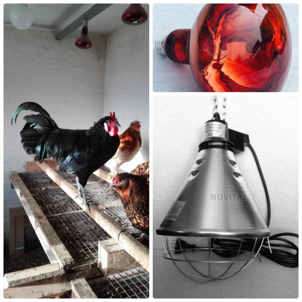 Лампа инфракрасная для обогрева курятника в зимнее время: преимущества использования и правила размещения