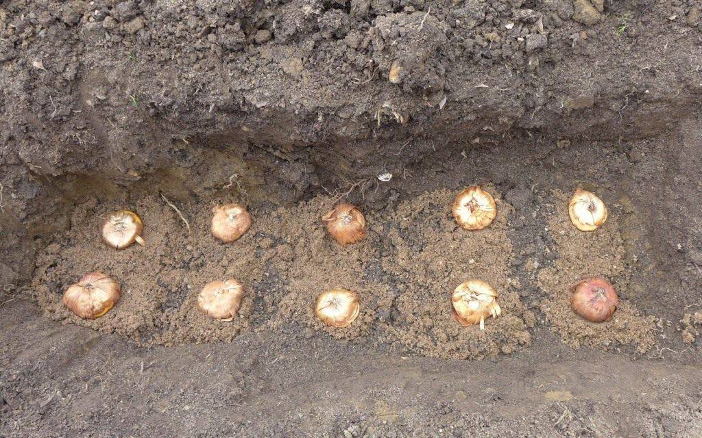 Посадка луковиц и деток гладиолуса в грунт весной: правила, сроки, подготовка