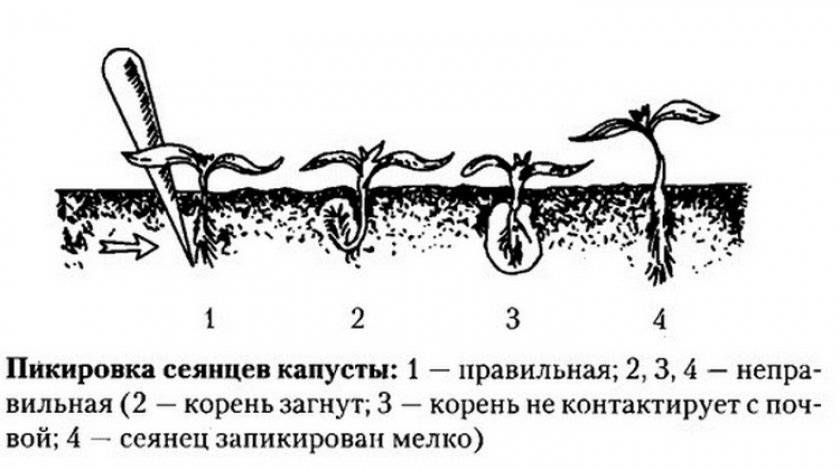 Схема высадки рассады капусты