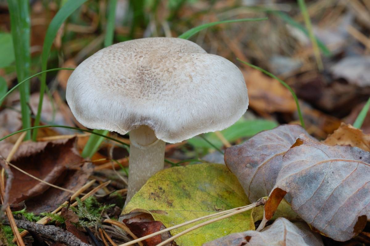 Весенние грибы 2022: съедобные, несъедобные и ядовитые + видео
