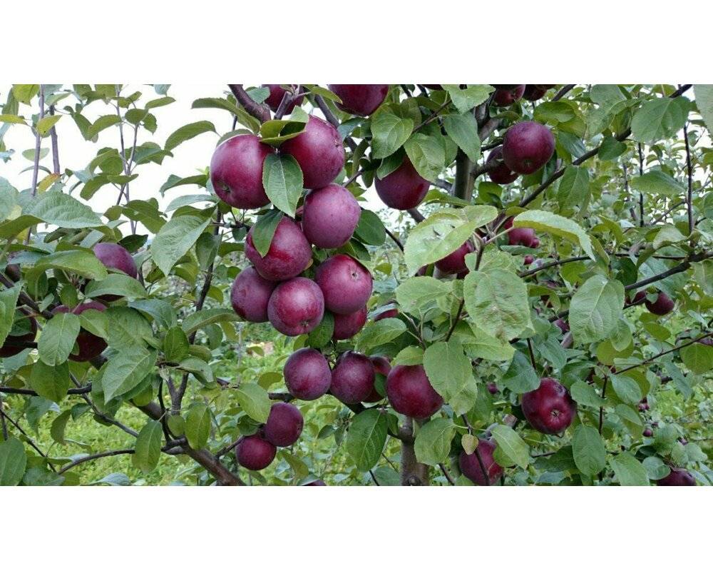 Яблоня спартан: описание сорта, фото, отзывы садоводов