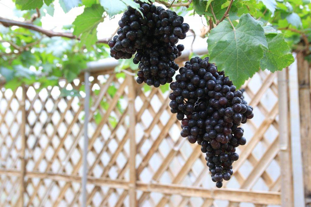 Сорт винограда кишмиш – сайт о винограде и вине