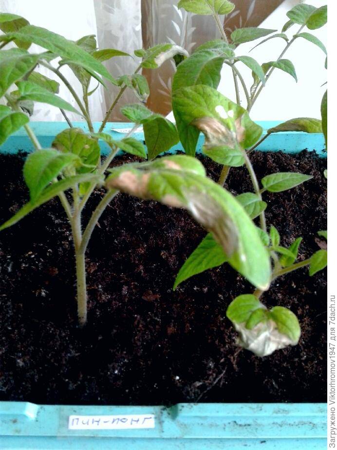 Сохнут листья у рассады томатов: группа практикум садовода и огородника