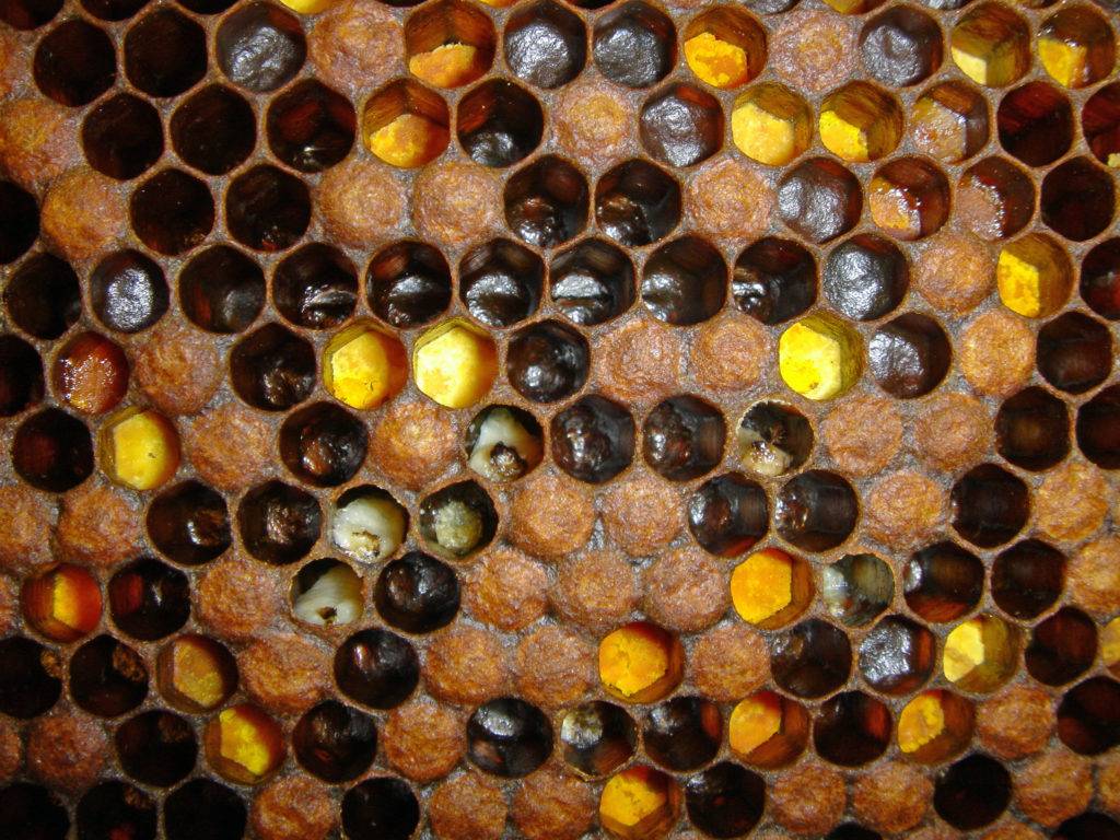 Описание и лечение болезней расплода пчел