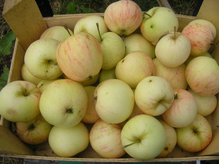 Сорт яблони солнцедар фото и описание сорта