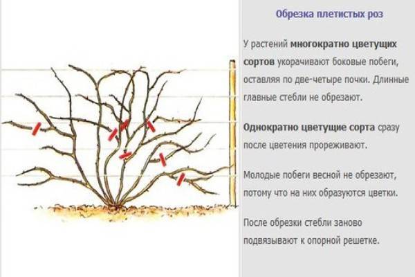 Обрезка вейгелы весной схема