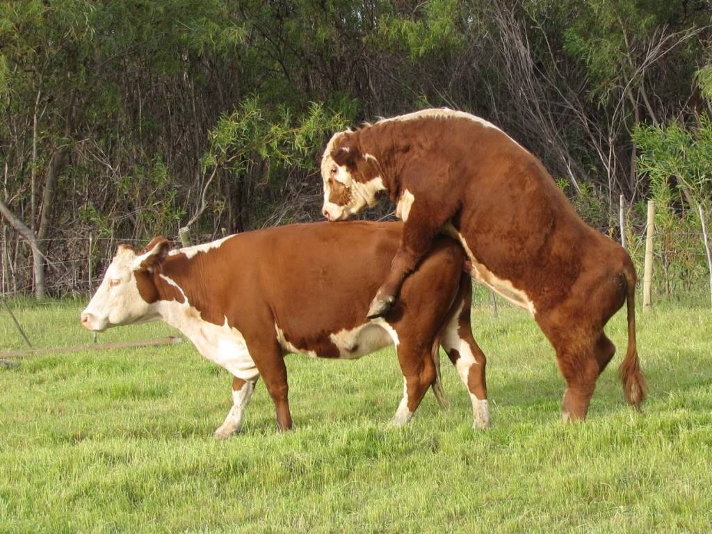 Спаривание быков и коров – естественное осеменение крс 2020