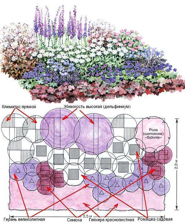 Схемы клумб из многолетников с описанием цветов