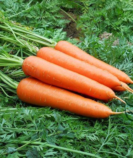 Лучшие сорта моркови для средней полосы россии для открытого грунта: описание с фото, отзывы