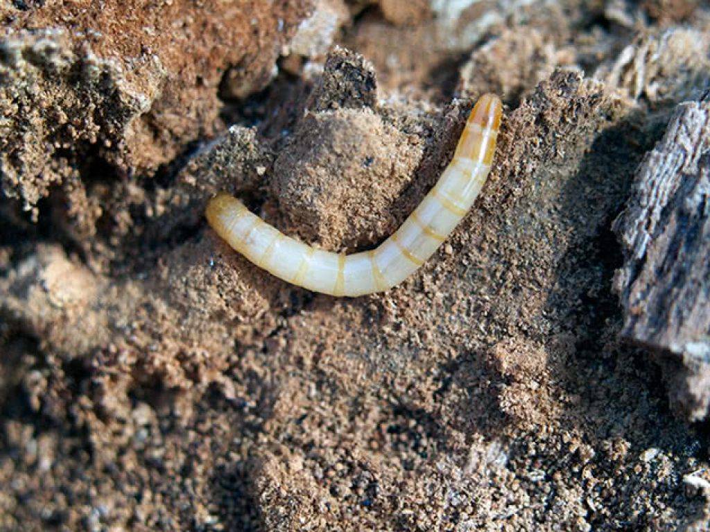 Белые черви в земле в огороде фото