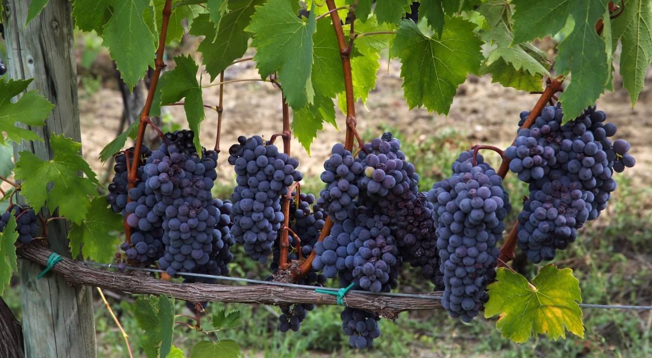 Сорт винограда Альфа — надежный и проверенный временем