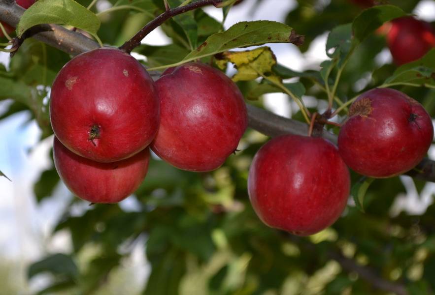 Китайка яблоня фото и описание сорта