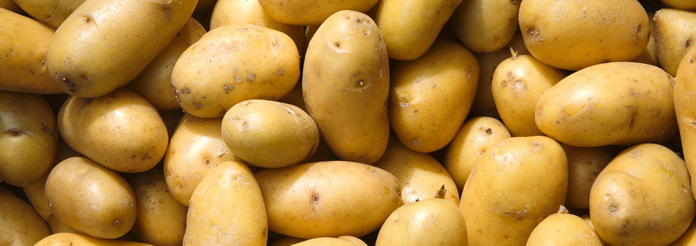 Раннеспелый нетребовательный в уходе сорт картофеля латона с клубнями желтого цвета