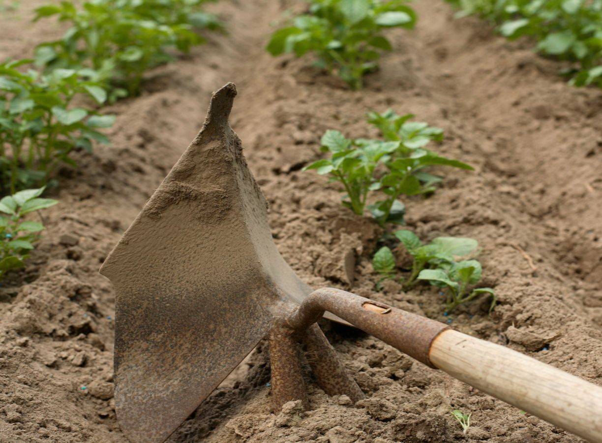 Как правильно окучивать картошку: секреты богатого урожая
