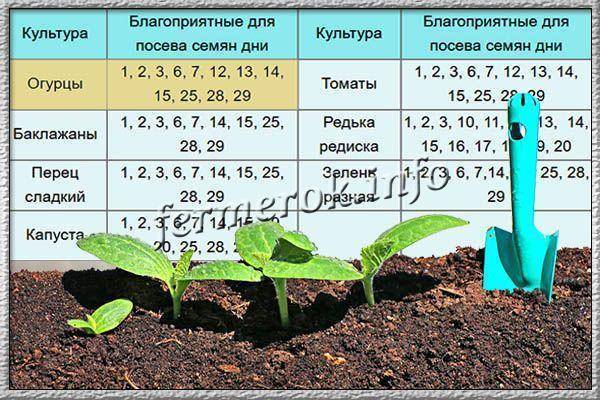 Когда сажать огурцы на рассаду в 2023 году в подмосковье: благоприятные дни, таблица, особенности посадки рассады