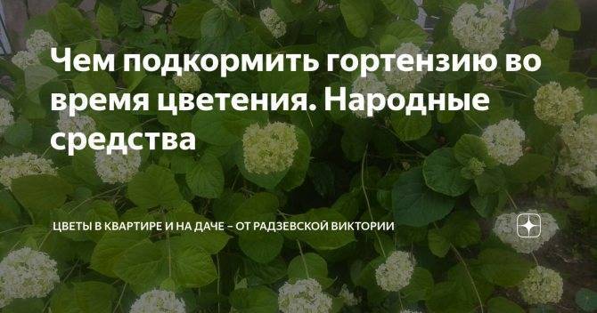 Как правильно вносить удобрения для гортензий