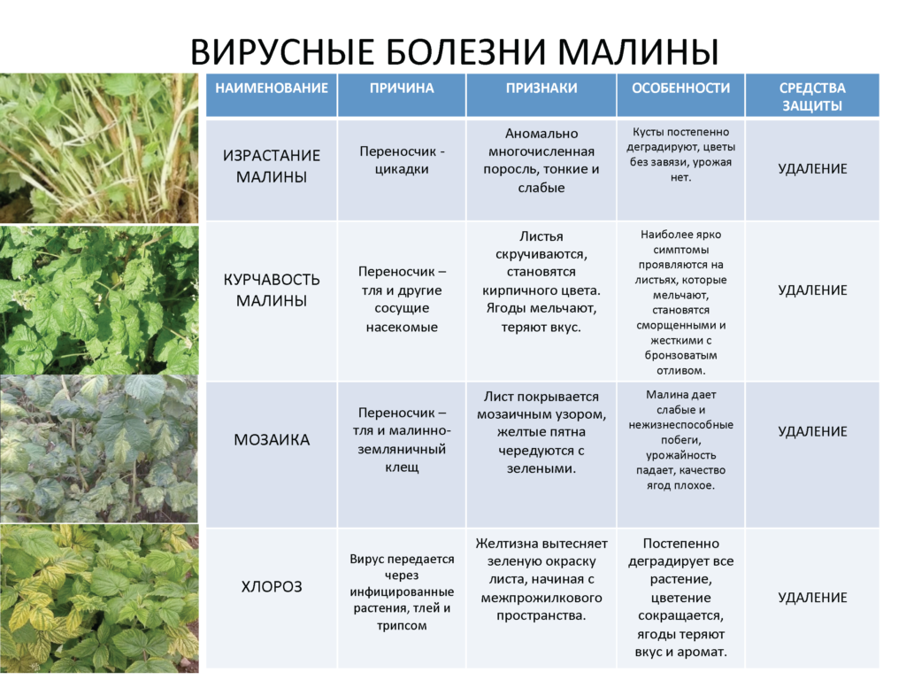 Как бороться с тлей на малине во время плодоношения, чем обработать. тля на малине. чем обработать?