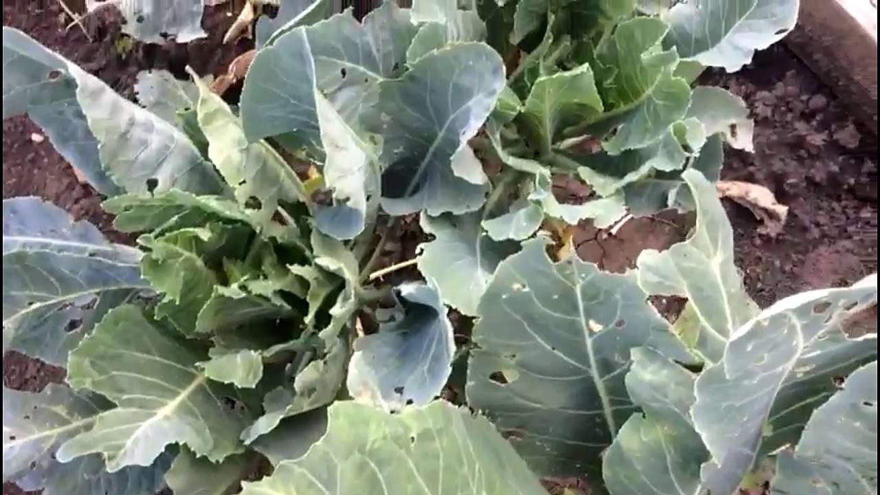 ᐉ как вырастить цветную капусту чтобы завязались кочаны