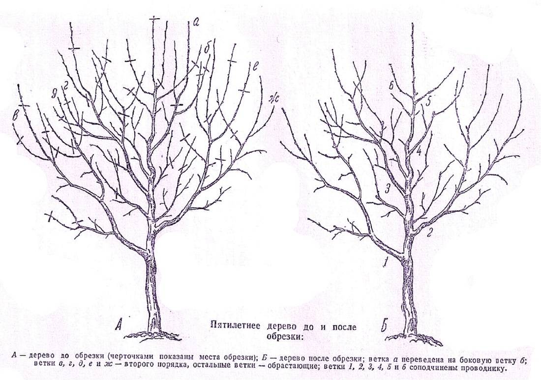 Как правильно обрезать яблоню весной старую схема фото