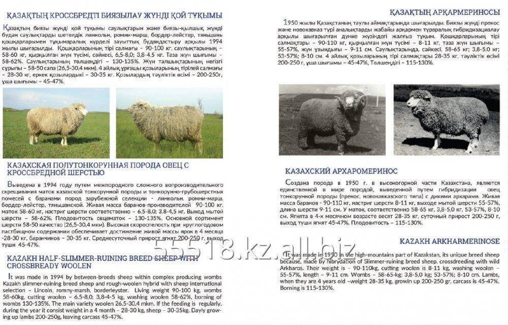 Порода овец прекос: описание и характеристики, условия содержания и уход