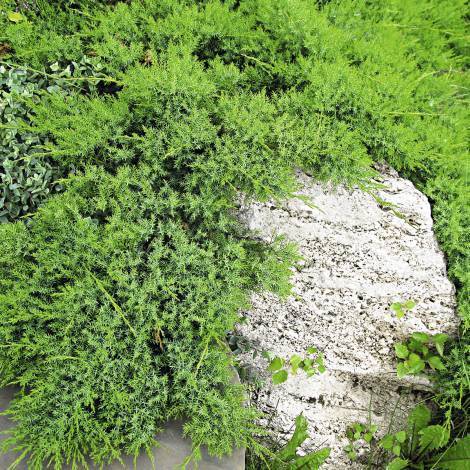 Можжевельник казацкий блю дануб (juniperus sabina blue danube): описание, посадка и уход, фото
