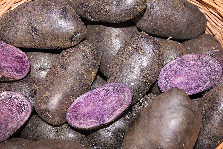 Фиолетовый сорт картофеля «гурман»: характеристика, описание, урожайность, отзывы и фото