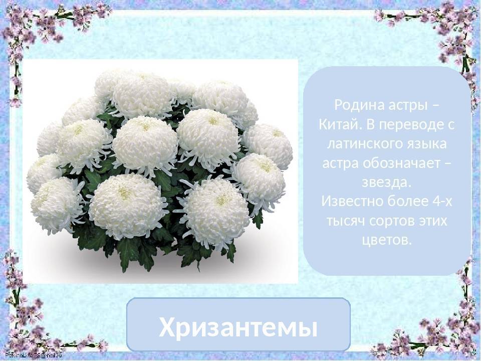 К чему принято дарить хризантемы и какое значение этих цветов? - автор ирина колосова - журнал женское мнение