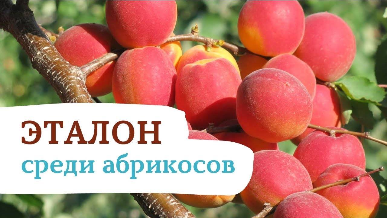 Сорт абрикоса саратовский рубин — описание и отзывы