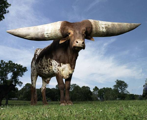 Ватусси: почему у африканских коров гигантские рога 2,5 метра и весом до 40 кг?